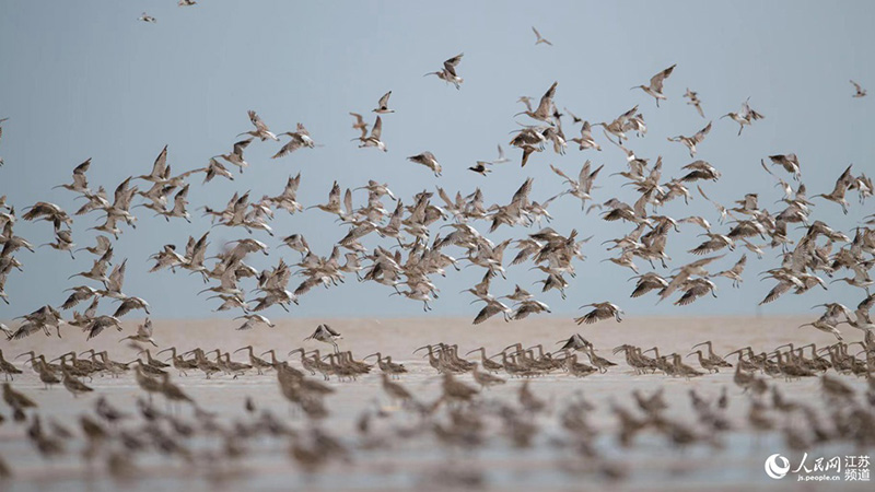 La foto muestra aves descansando en el humedal de Tiaozini, el área central del sitio que forma este Patrimonio Mundial, el hábitat de aves migratorias del mar Amarillo (Bohai) en Dongtai, una ciudad a nivel de condado en la provincia de Jiangsu, en el este de China. (Foto / Dong Xuan)
