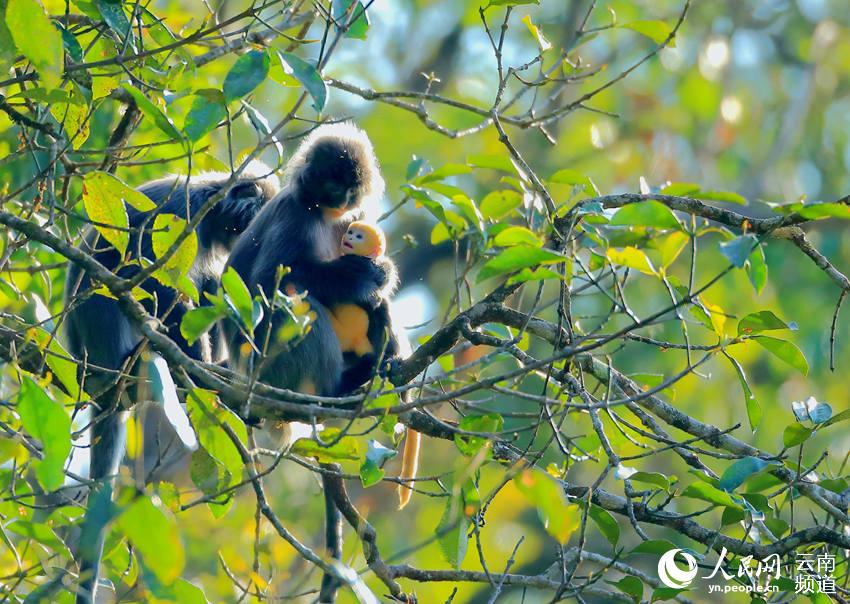 Protección de monos raros y ecoturismo aumenta ingresos de aldeanos en Shuijing