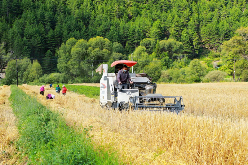 Los agricultores del condado de Diebu, en el sur de la provincia de Gansu, se mantienen muy ocupados cosechando el trigo de invierno durante el clima cálido. [Foto: Wei Dezhan/ China Daily]
