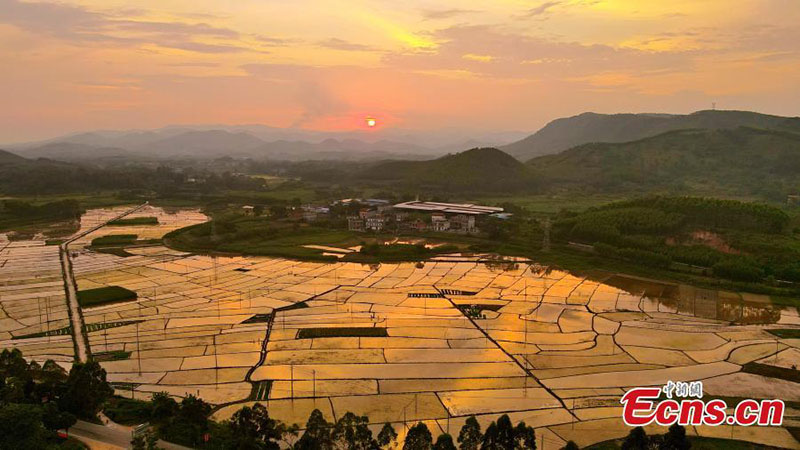 Imágenes de los coloridos campos de arroz en Guangxi al atardecer