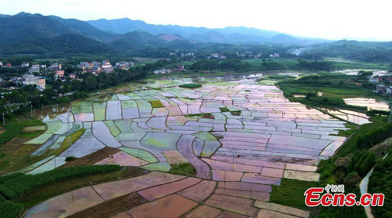 Imágenes de los coloridos campos de arroz en Guangxi al atardecer