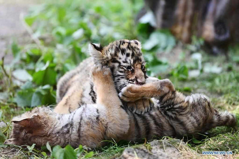 Tigres siberianos a buen recaudo en un parque forestal de Heilongjiang