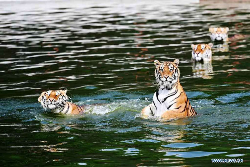Tigres siberianos a buen recaudo en un parque forestal de Heilongjiang