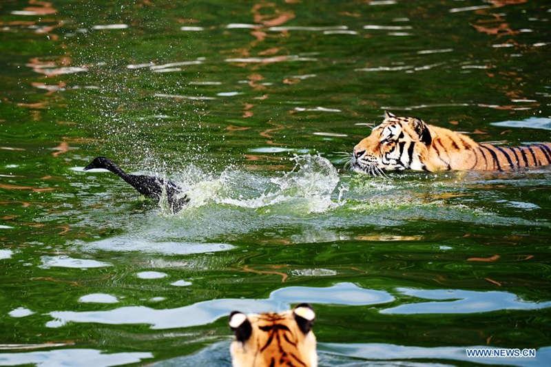 Tigres siberianos a buen recaudo en un parque forestal de Heilongjiang