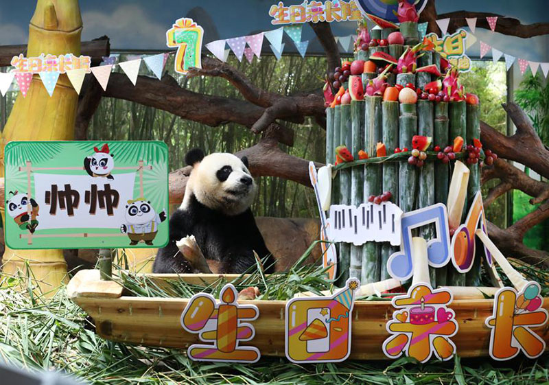 Shuaishuai, uno de los pandas trillizos, celebra el jueves su séptimo cumpleaños en Guangzhou, provincia de Guangdong. [Foto de Zheng Erqi / chinadaily.com.cn]