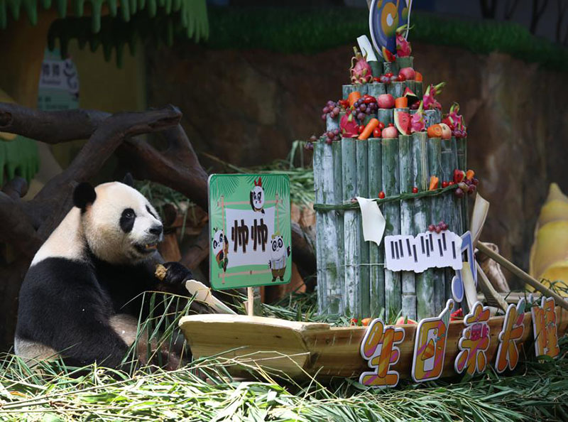Shuaishuai, uno de los pandas trillizos, celebra el jueves su séptimo cumpleaños en Guangzhou, provincia de Guangdong. [Foto de Zheng Erqi / chinadaily.com.cn]