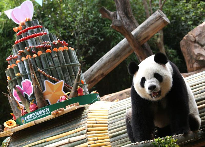 Meng Meng, uno de los pandas trillizos, celebra el jueves su séptimo cumpleaños en Guangzhou, provincia de Guangdong. [Foto de Zheng Erqi / chinadaily.com.cn]