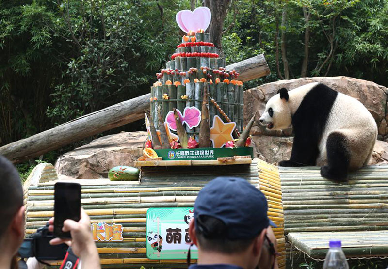 Meng Meng, uno de los pandas trillizos, celebra el jueves su séptimo cumpleaños en Guangzhou, provincia de Guangdong. [Foto de Zheng Erqi / chinadaily.com.cn]