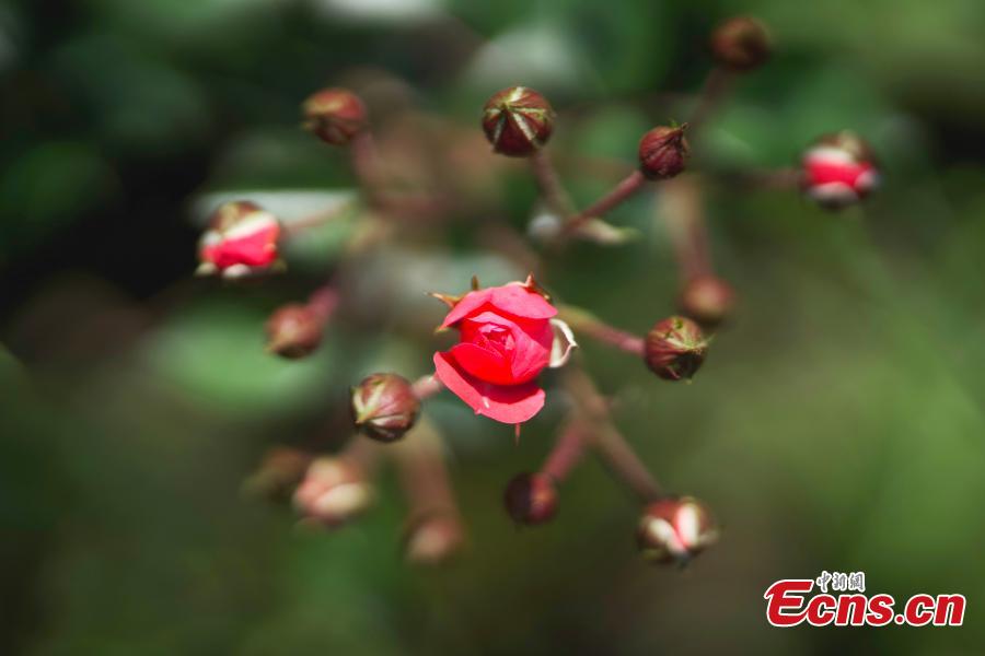 Productores de flores prosperan en Yunnan
