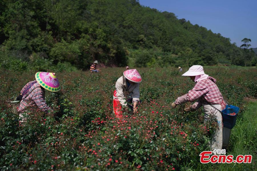 Productores de flores prosperan en Yunnan