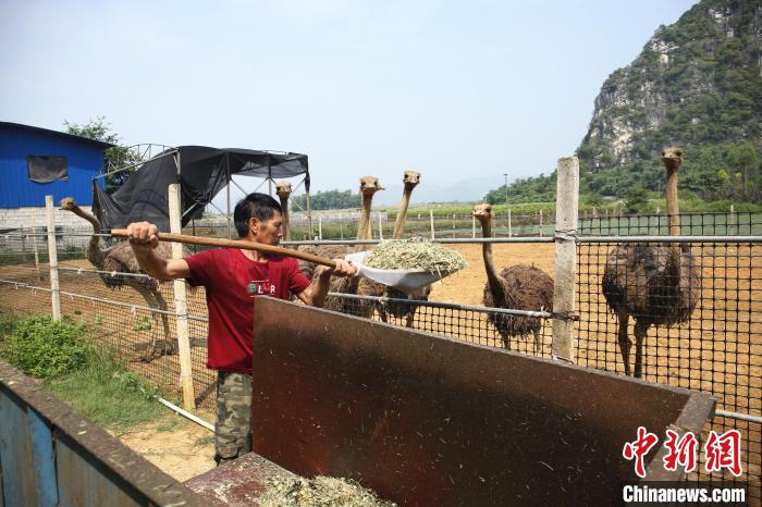 La foto muestra a Zhang Fa alimentando avestruces con pasto orgánico. (Foto / Zhu Liurong)