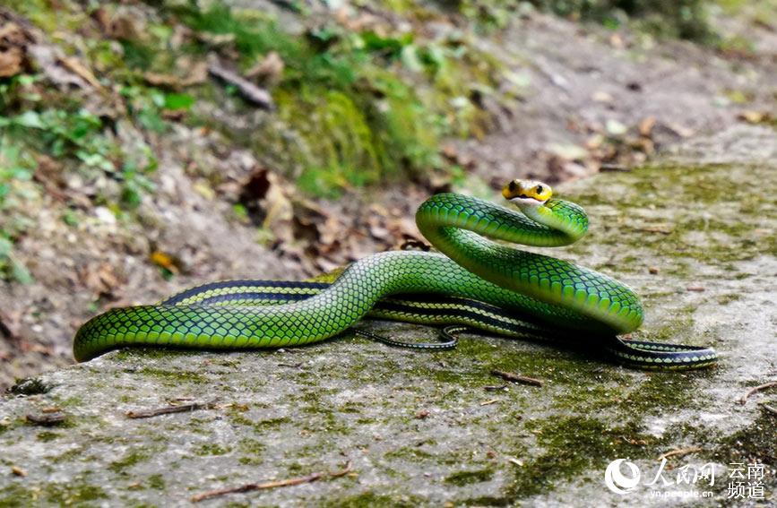 En fotos: diferentes especies de serpientes de colores en Yunnan