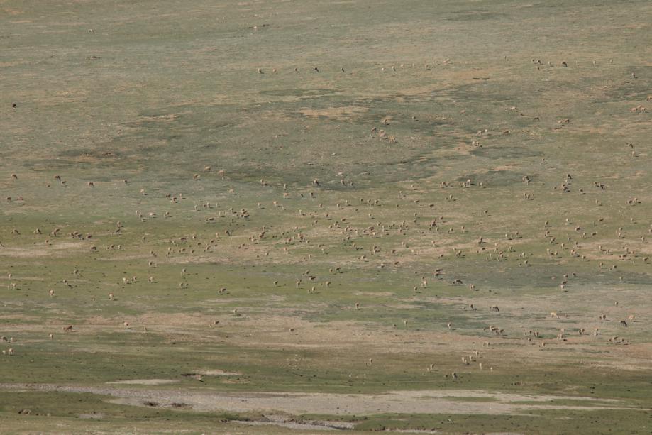 Antílopes tibetanos de la Reserva Natural Nacional de Changthang. [Foto: Wu Dong/ China Daily]