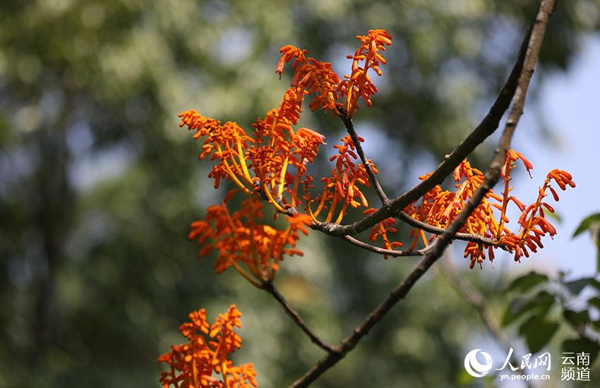 Descubren en Yunnan cuatro comunidades de una planta en peligro de extinción