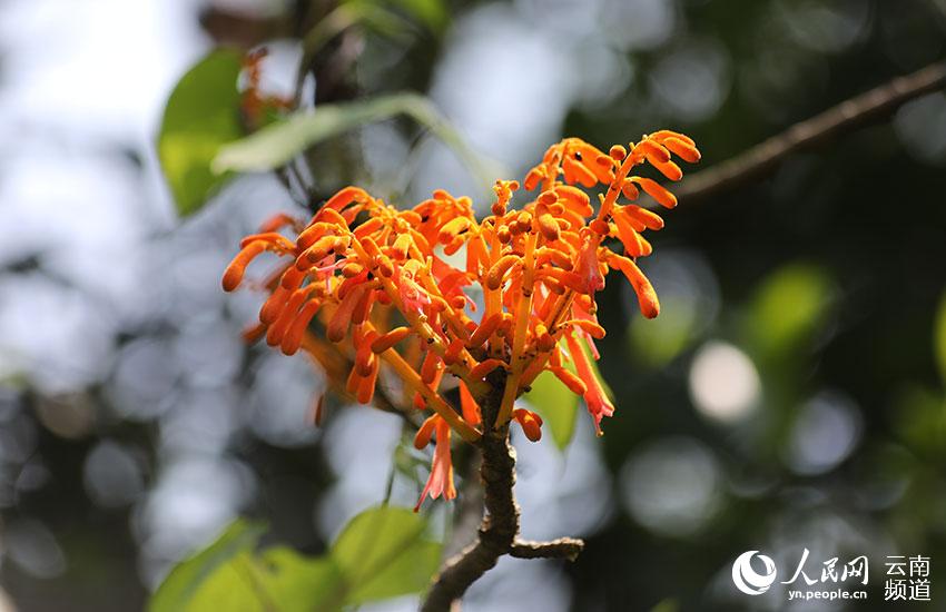 Descubren en Yunnan cuatro comunidades de una planta en peligro de extinción