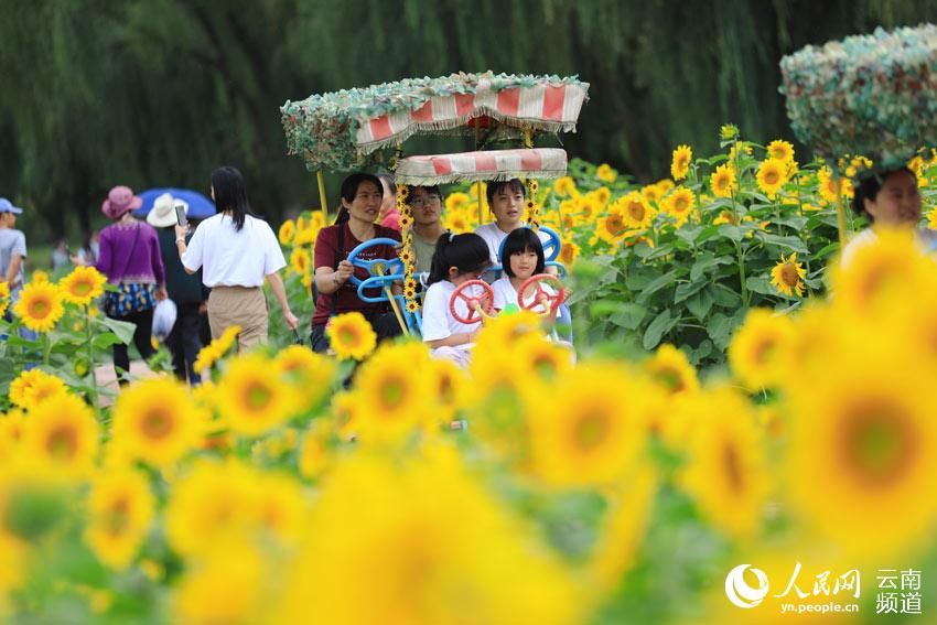 Los girasoles de Yunnan posan para un idílica postal de verano