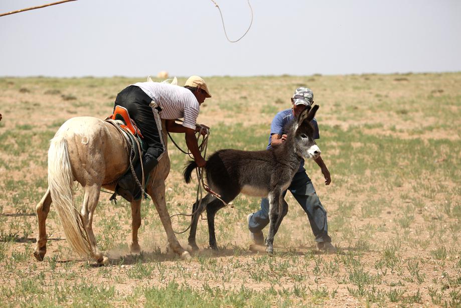 El tradicional tiro del lazo mongol busca atrapar un impredecible invitado