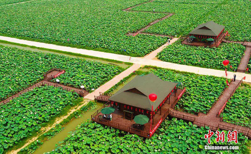 La foto muestra un parque industrial de lotos en Nanchang, capital de la provincia de Jiangxi, en el este de China. (Foto / Chinanews.com)