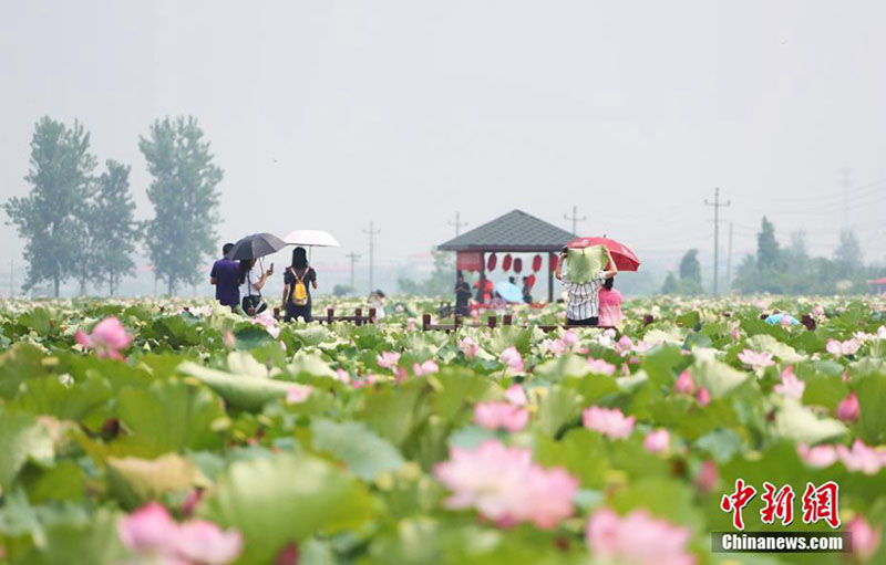 Los visitantes se hacen fotos en un parque industrial de lotos en Nanchang, capital de la provincia de Jiangxi, en el este de China. (Foto / Chinanews.com)