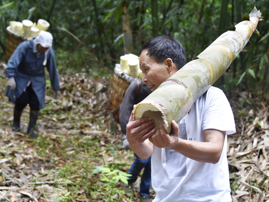 Los aldeanos cosechan brotes de bambú. (Foto: Huang He)