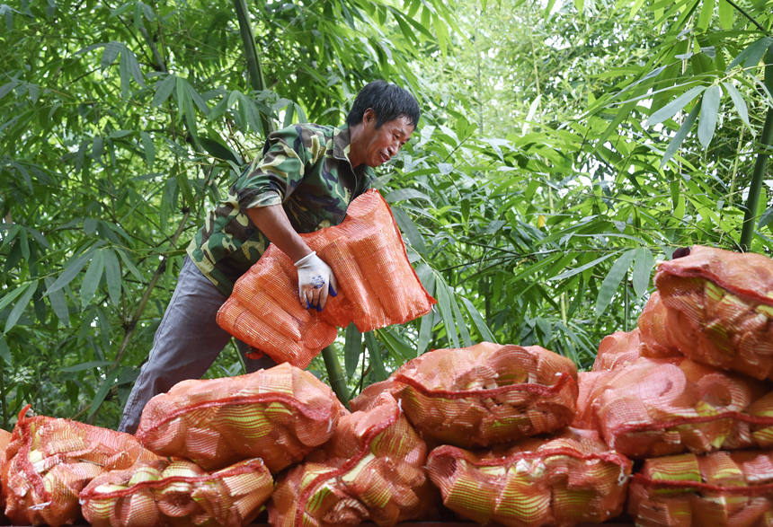 Aldeano transporta brotes de bambú. (Foto: Huang He)