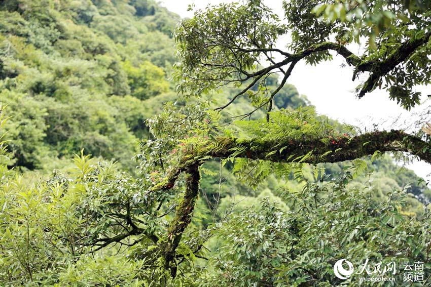 Reserva Natural Nacional de Wenshan: explorando el paraíso en Yunnan