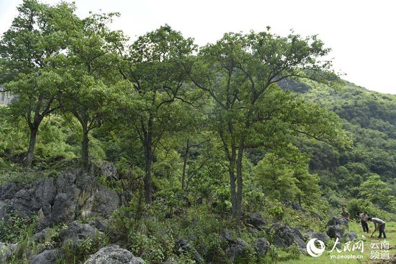 Yunnan: una planta en peligro de extinción se convierte en fuente de ingresos para la región