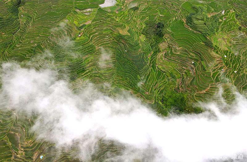 La foto muestra los campos en terrazas Hani en la montaña Wuzhishan, el condado Yuanyang de la prefectura autónoma Yi y Hani de Honghe, en la provincia de Yunnan, en el suroeste de China. (Foto / Luo Jianguo)