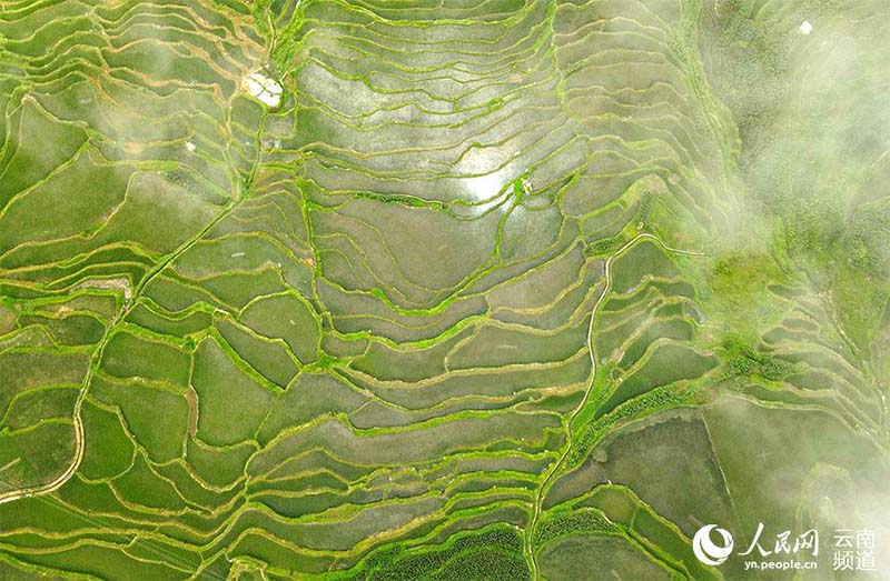 La foto muestra los campos en terrazas Hani en la montaña Wuzhishan, el condado Yuanyang de la prefectura autónoma Yi y Hani de Honghe, en la provincia de Yunnan, en el suroeste de China. (Foto / Luo Jianguo)