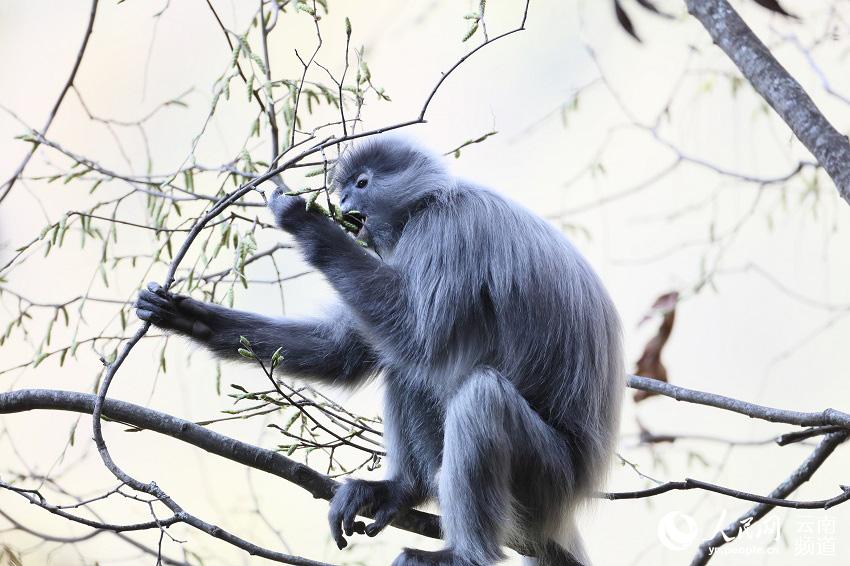 Más de 2000 ejemplares de monos de hoja de Phayre disfrutan de su hábitat ideal en Yunnan