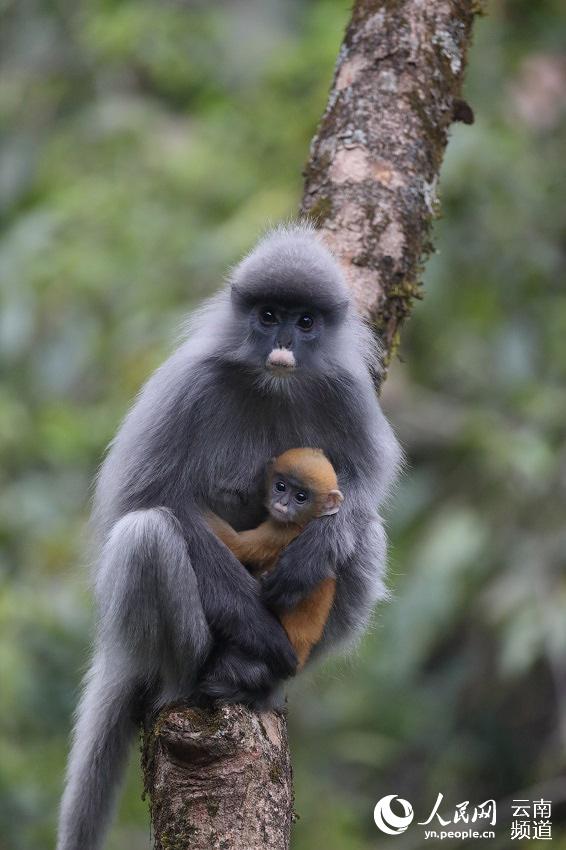 Más de 2000 ejemplares de monos de hoja de Phayre disfrutan de su hábitat ideal en Yunnan