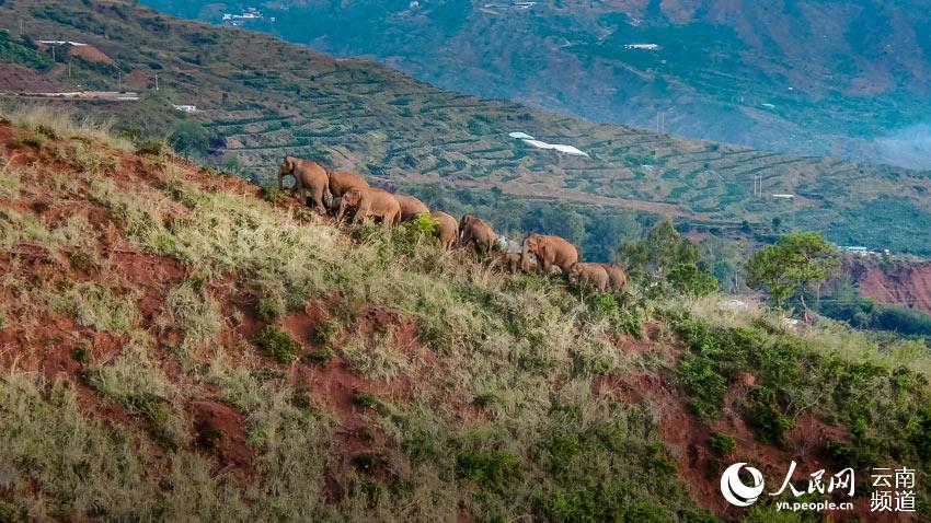 Inolvidables momentos de la caminata de los famosos elefantes asiáticos de Yunnan