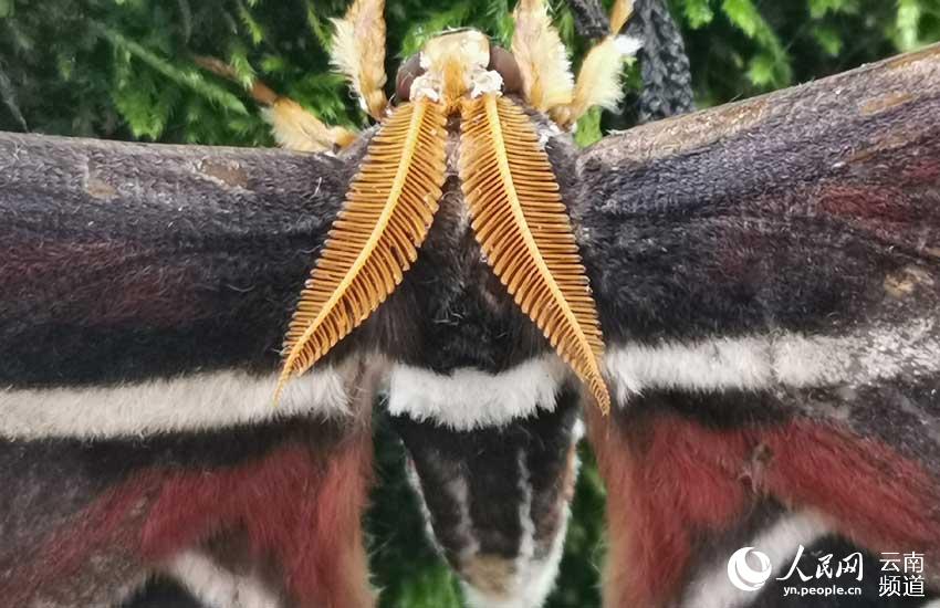 Espectaculares imágenes de unas alas de mariposa con aspecto de cabezas de serpientes