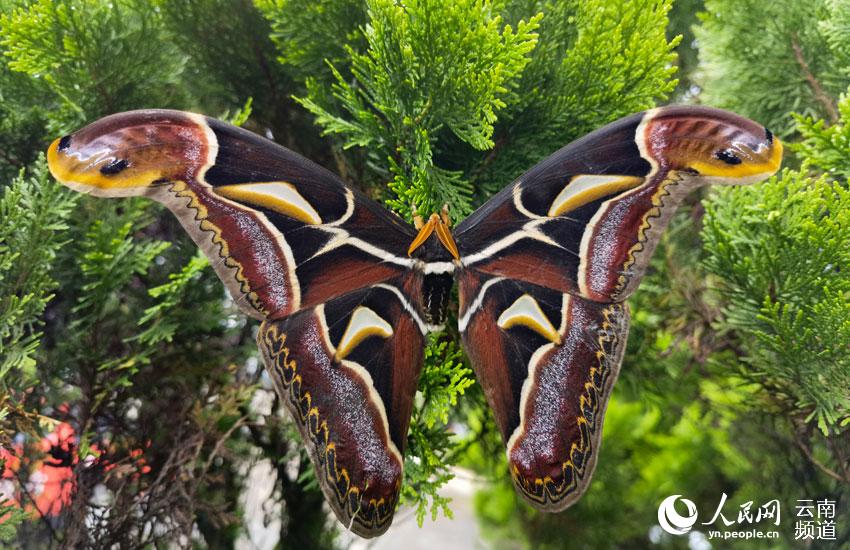 Espectaculares imágenes de unas alas de mariposa con aspecto de cabezas de serpientes