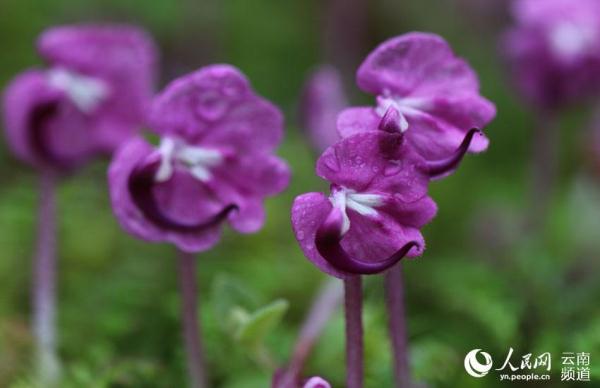 La Pedicularis humilis florece en Yunnan