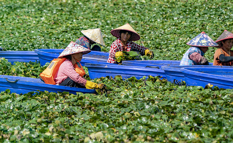 Comienza la temporada de cosecha de castañas de agua en Jiangxi