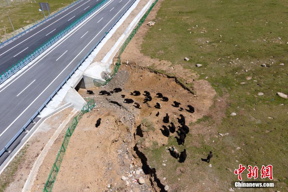 Una manada de yaks pasan bajo la autopista, 29 de junio del 2021. [Foto: Chinanews.com]