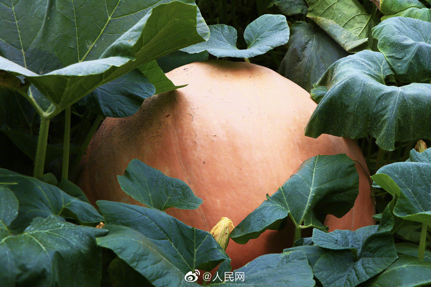 Una granja planta calabazas gigantes de 100 kilogramos en Chengdu