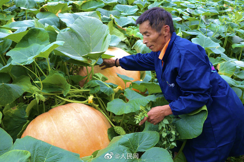 Una granja planta calabazas gigantes de 100 kilogramos en Chengdu