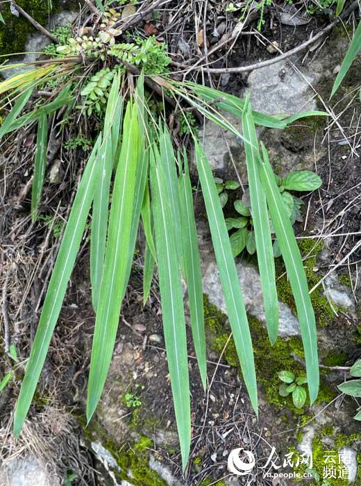 Descubren nueva colonia en Yunnan de una especie rara de hierba endémica