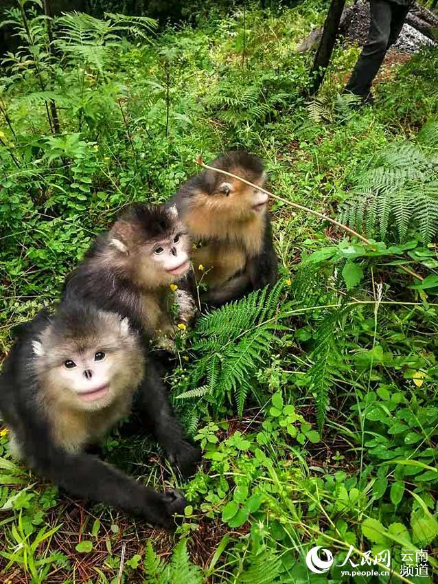 Nace un mono de nariz chata de Yunnan en una reserva natural 