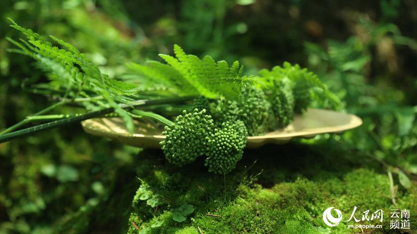 La prefectura de Wenshan en Yunnan avanza en la conservación de una planta endémica