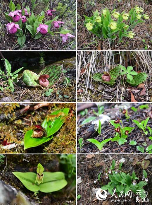 Orquídea en peligro crítico de extinción es redescubierta en Yunnan 