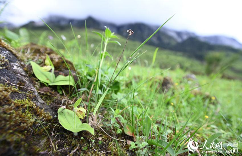 Orquídea en peligro crítico de extinción es redescubierta en Yunnan 