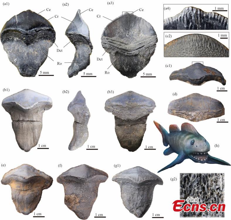 Esta foto reproduce los fósiles de dientes de petalodus desenterrados en el período del Pérmico Inferior (cisuraliano) en la ciudad de Yangquan, provincia de Shanxi. (Foto proporcionada por el Instituto de Paleontología y Paleoantropología de Vertebrados)
