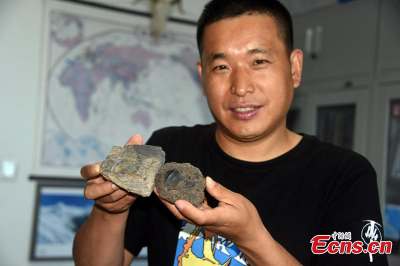 La foto publicada el 26 de agosto de 2021 muestra a un investigador enseñando fósiles de dientes de un ejemplar de petalodus, que datan de hace 290 millones de años. (Foto: Servicio de Noticias de China / Sun Zifa)