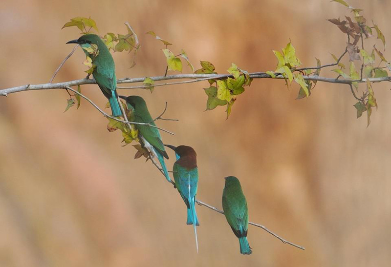 Los abejarucos de garganta azul, un ave rara vez vista en China, anidan en el condado Wuping, provincia de Fujian. [Foto de Li Guochao / para chinadaily.com.cn]