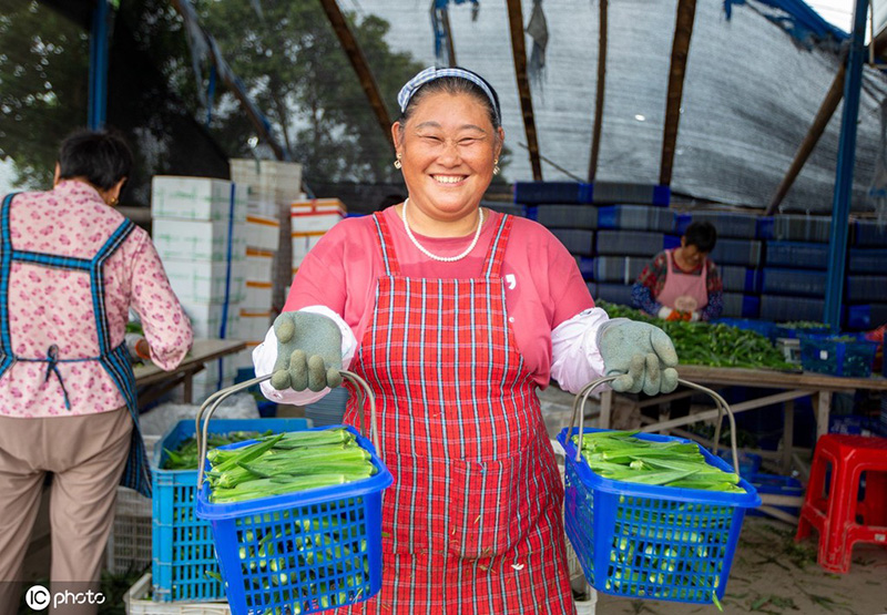 El nutritivo quimbombó mejora la vida en Nantong