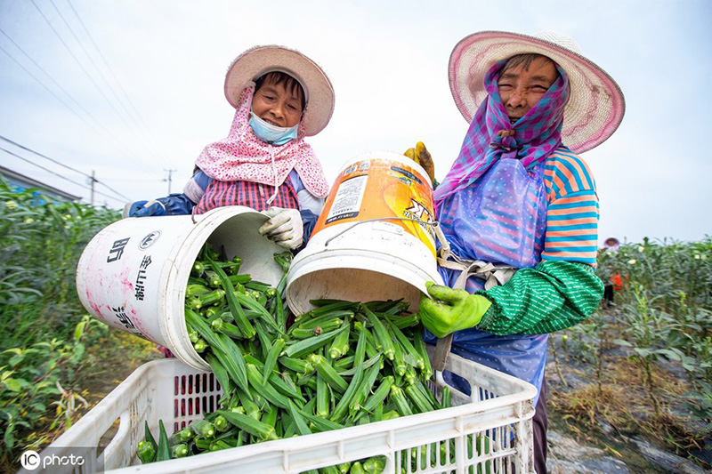 El nutritivo quimbombó mejora la vida en Nantong