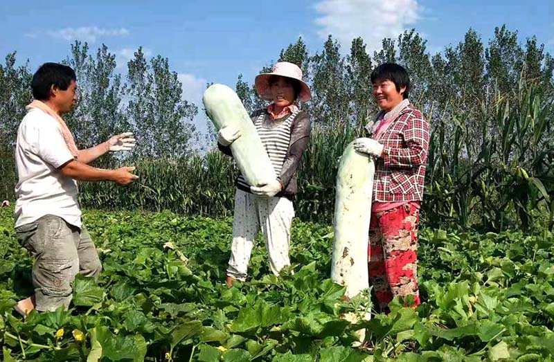Los agricultores cosechan calabazas chinas en la aldea Chenliuxi de Luohe, provincia de Henan, en el centro de China. (Foto / Cao Quanling)